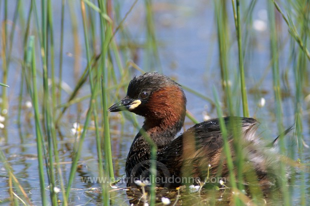 Grebe (Little - Tachybaptus rufficollis) - Grebe castagneux - 20103