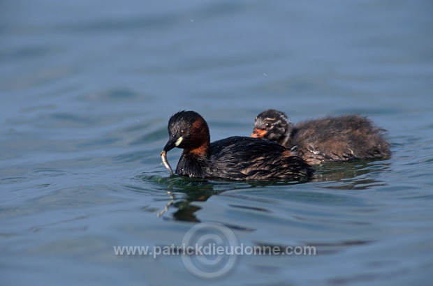 Grebe (Little - Tachybaptus rufficollis) - Grebe castagneux - 20104