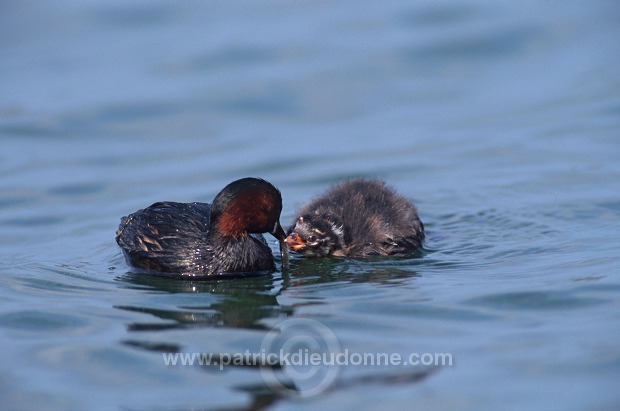 Grebe (Little - Tachybaptus rufficollis) - Grebe castagneux - 20105