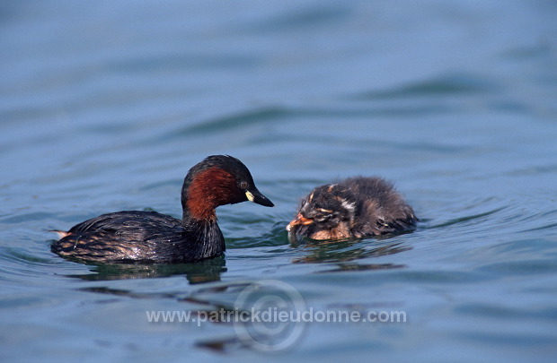 Grebe (Little - Tachybaptus rufficollis) - Grebe castagneux - 20106