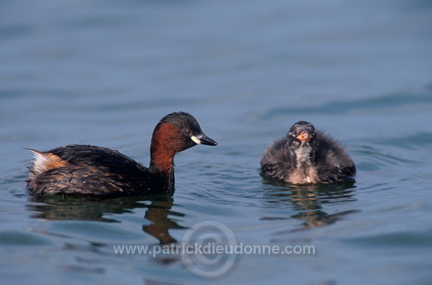 Grebe (Little - Tachybaptus rufficollis) - Grebe castagneux - 20107