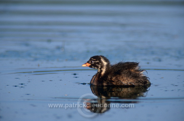 Grebe (Little - Tachybaptus rufficollis) - Grebe castagneux - 20108