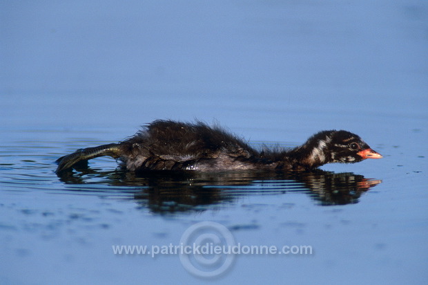 Grebe (Little - Tachybaptus rufficollis) - Grebe castagneux - 20109