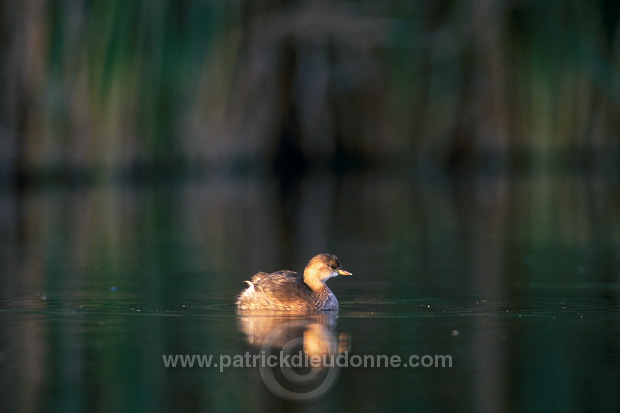 Grebe (Little - Tachybaptus rufficollis) - Grebe castagneux - 20110