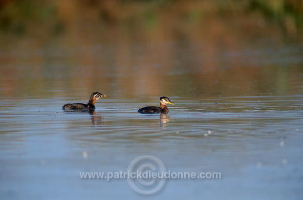 Grebe (Red-necked - Podiceps grisegena) - Grebe jougris - 20112