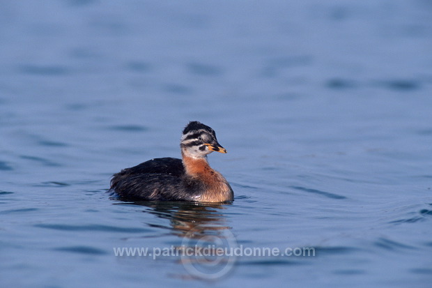 Grebe (Red-necked - Podiceps grisegena) - Grebe jougris - 20113