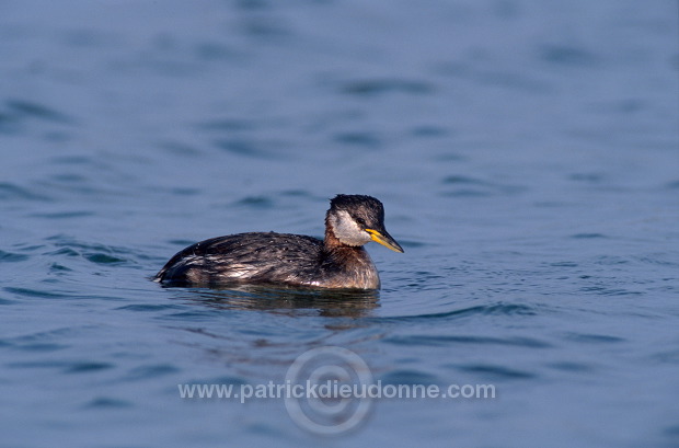 Grebe (Red-necked - Podiceps grisegena) - Grebe jougris - 20114