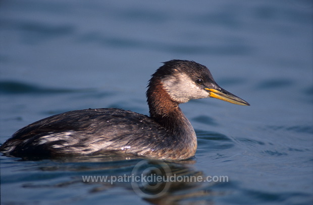 Grebe (Red-necked - Podiceps grisegena) - Grebe jougris - 20115