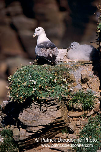 Fulmar (Fulmarus glacialis) - Petrel Fulmar - 11480