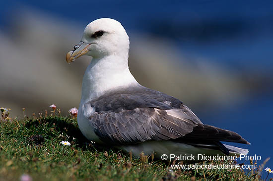 Fulmar (Fulmarus glacialis) - Petrel Fulmar - 11482