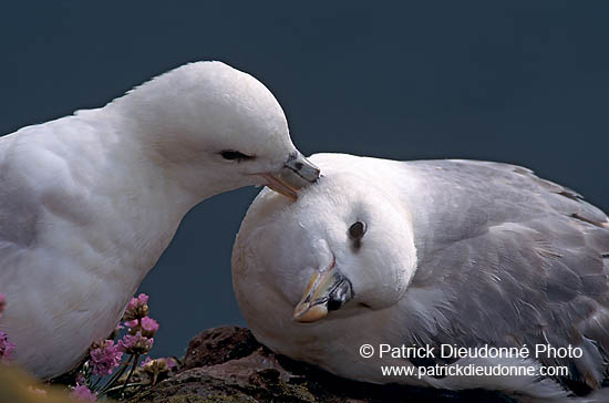 Fulmar (Fulmarus glacialis) - Petrel Fulmar - 11454