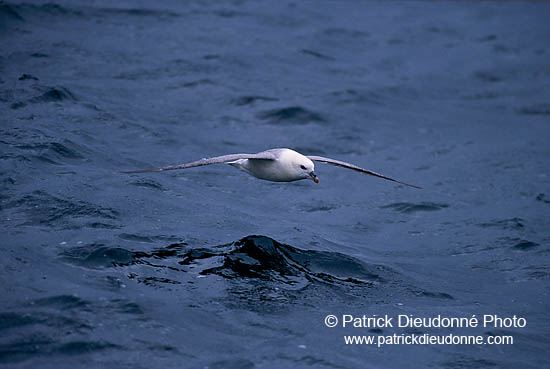 Fulmar (Fulmarus glacialis) - Petrel Fulmar - 11466