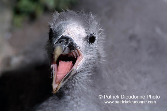 Fulmar (Fulmarus glacialis) - Petrel Fulmar - 11473