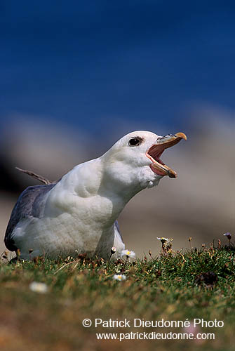 Fulmar (Fulmarus glacialis) - Petrel Fulmar - 11484