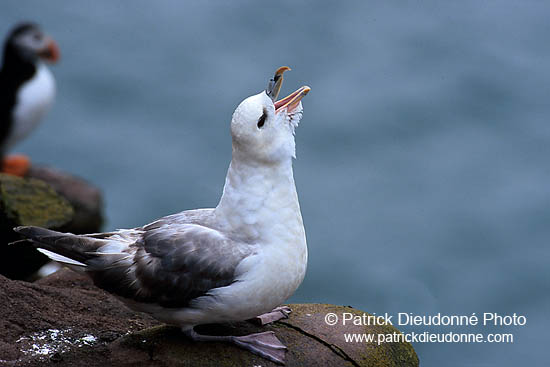 Fulmar (Fulmarus glacialis) - Petrel Fulmar - 11485