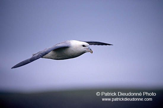 Fulmar (Fulmarus glacialis) - Petrel Fulmar - 11467