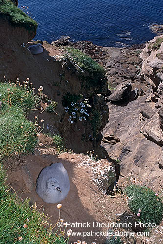 Fulmar (Fulmarus glacialis) - Petrel Fulmar - 11475