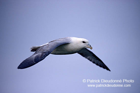 Fulmar (Fulmarus glacialis) - Petrel Fulmar - 11470