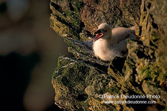 Fulmar (Fulmarus glacialis) - Petrel Fulmar - 11471