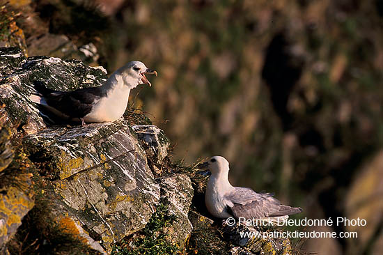 Fulmar (Fulmarus glacialis) - Petrel Fulmar - 11478