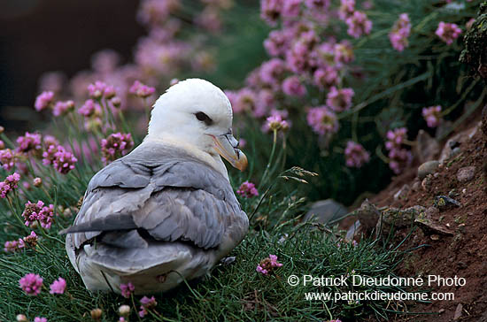 Fulmar (Fulmarus glacialis) - Petrel Fulmar - 11488