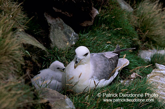 Fulmar (Fulmarus glacialis) - Petrel Fulmar - 11489