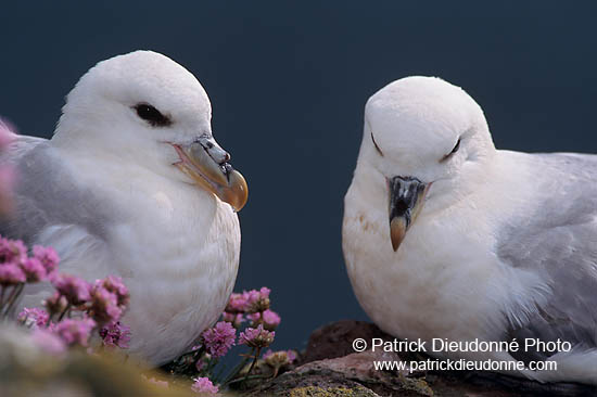 Fulmar (Fulmarus glacialis) - Petrel Fulmar - 11458