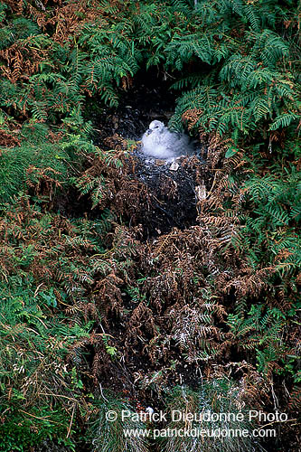 Fulmar (Fulmarus glacialis) - Petrel Fulmar - 11493