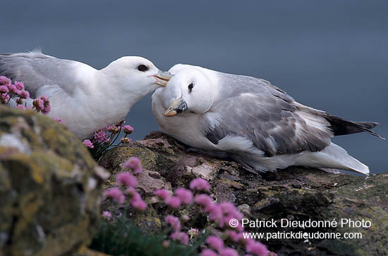 Fulmar (Fulmarus glacialis) - Petrel Fulmar - 11494