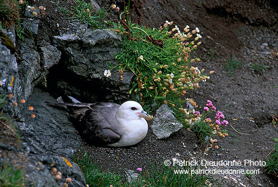 Fulmar (Fulmarus glacialis) - Petrel Fulmar - 11496