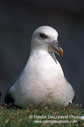 Fulmar (Fulmarus glacialis) - Petrel Fulmar - 11497