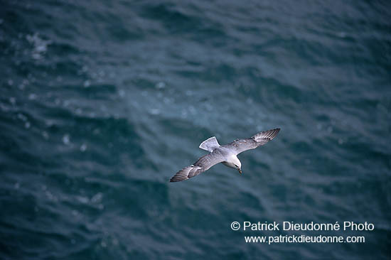 Fulmar (Fulmarus glacialis) - Petrel Fulmar - 11498