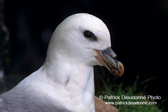 Fulmar (Fulmarus glacialis) - Petrel Fulmar - 11499