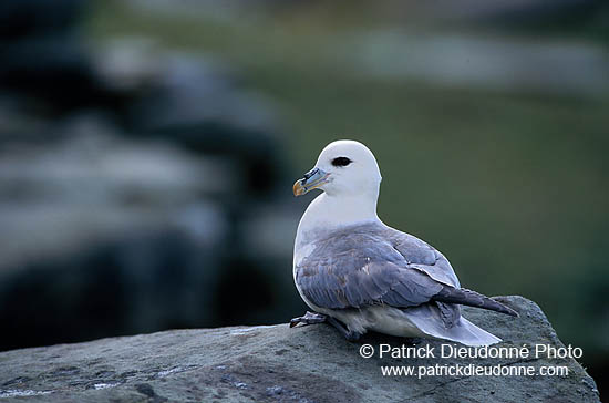 Fulmar (Fulmarus glacialis) - Petrel Fulmar - 11501