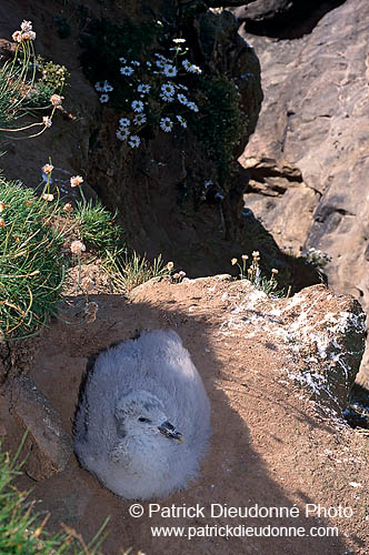 Fulmar (Fulmarus glacialis) - Petrel Fulmar - 11508