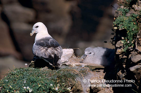 Fulmar (Fulmarus glacialis) - Petrel Fulmar - 11510