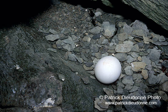 Fulmar (Fulmarus glacialis) - Petrel Fulmar - 11500