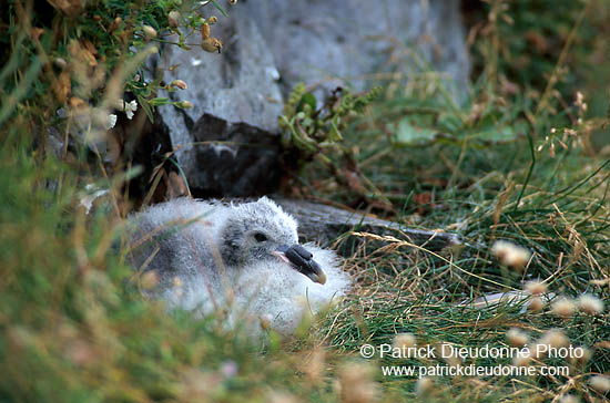 Fulmar (Fulmarus glacialis) - Petrel Fulmar - 11503