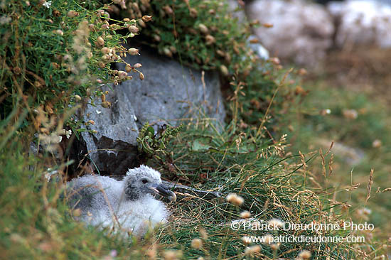 Fulmar (Fulmarus glacialis) - Petrel Fulmar - 11507