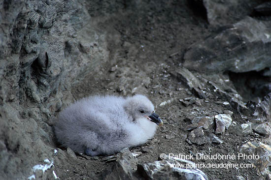 Fulmar (Fulmarus glacialis) - Petrel Fulmar - 11505