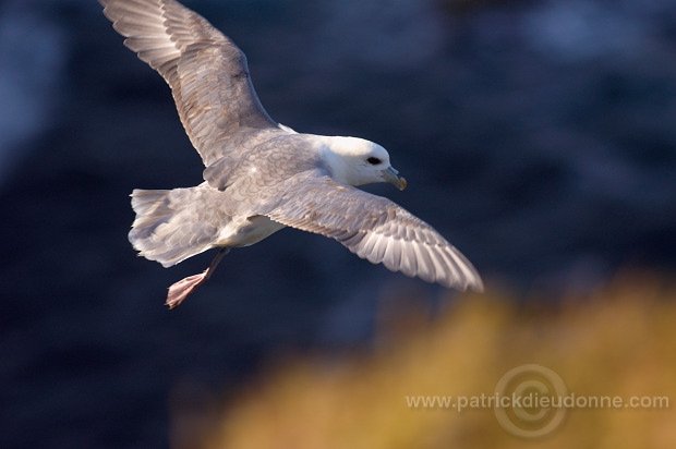 Fulmar (Fulmarus glacialis) - Petrel Fulmar - 20116