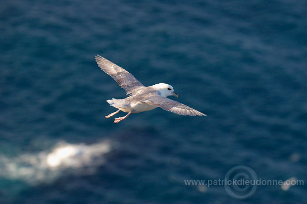 Fulmar (Fulmarus glacialis) - Petrel Fulmar - 20117