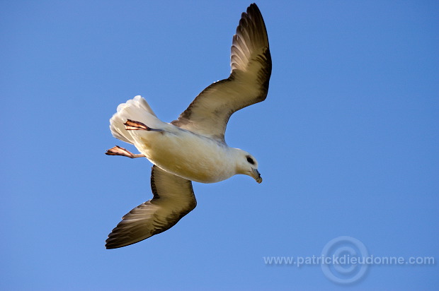 Fulmar (Fulmarus glacialis) - Petrel Fulmar - 20118