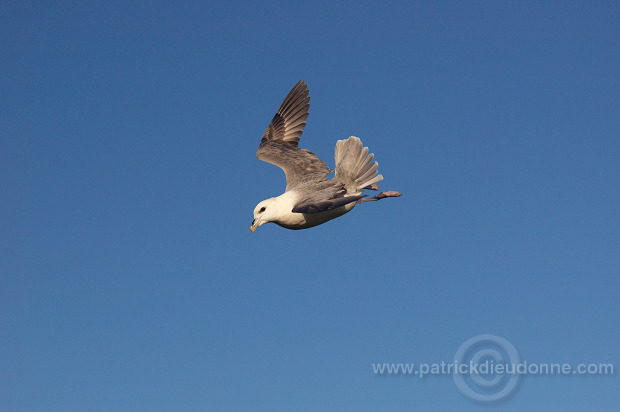 Fulmar (Fulmarus glacialis) - Petrel Fulmar - 20119