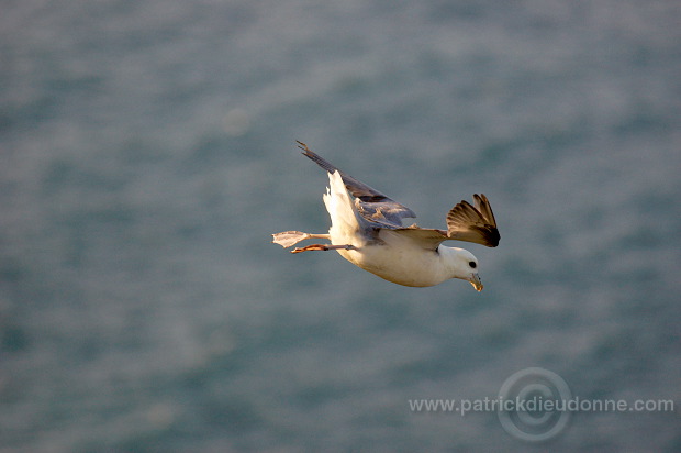 Fulmar (Fulmarus glacialis) - Petrel Fulmar - 20121