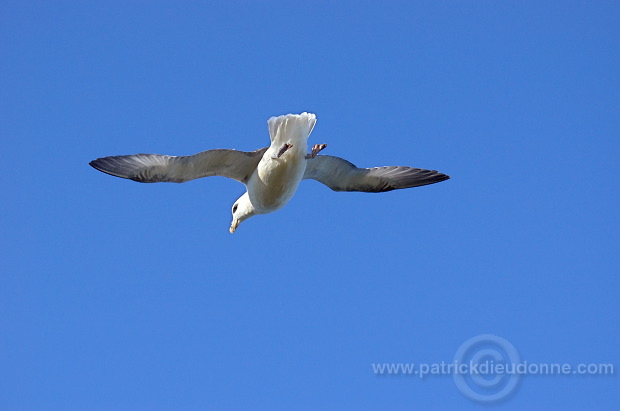 Fulmar (Fulmarus glacialis) - Petrel Fulmar - 20122