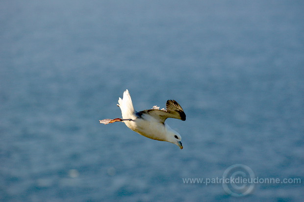 Fulmar (Fulmarus glacialis) - Petrel Fulmar - 20120