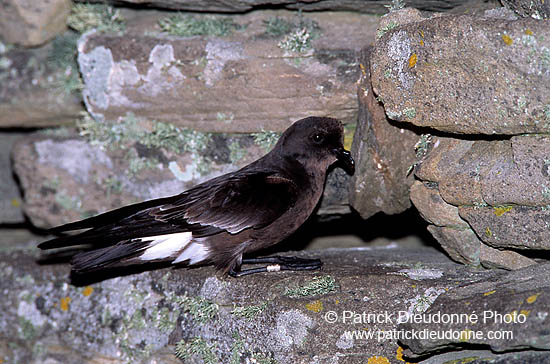 Storm Petrel (Hydrobates pelagicus) - Petrel tempête - 17336