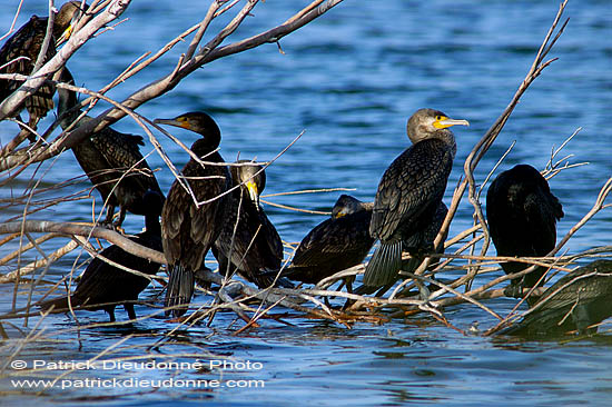 Great Cormorant (Phalacrocorax carbo) - Grand cormoran  10591