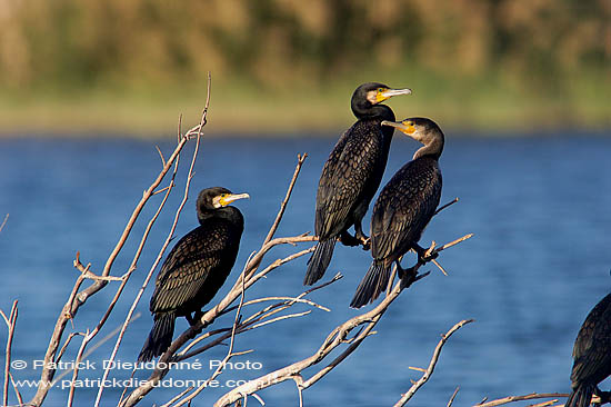 Great Cormorant (Phalacrocorax carbo) - Grand cormoran  10593